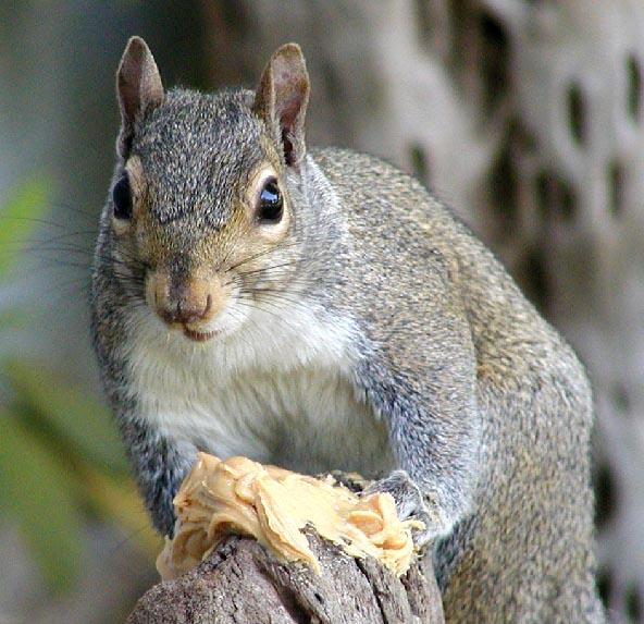 Gray squirrelpeeringoverpb-by Denise McQuillen.jpg