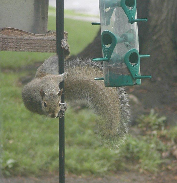 Gray squirrelpoledancer-by Denise McQuillen.jpg