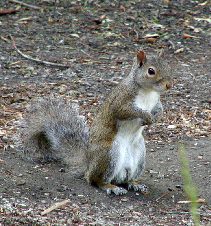 Gray squirrelstanding-by Denise McQuillen.jpg