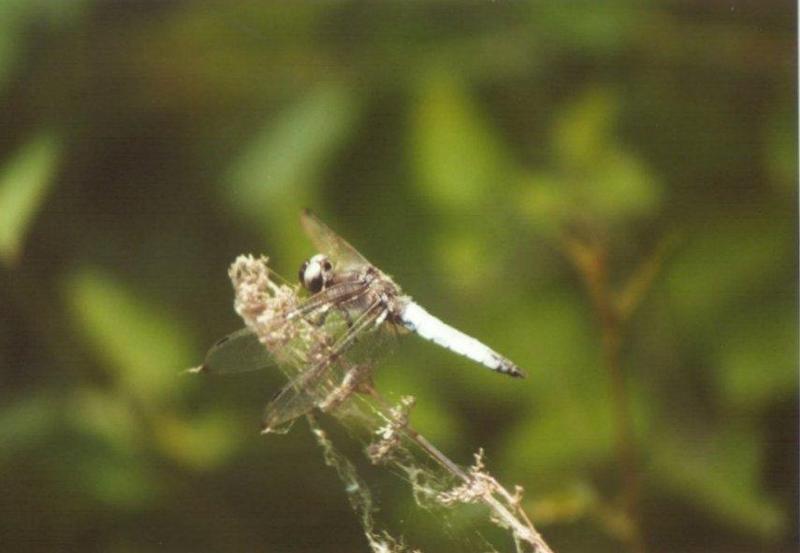 Greece Dragonfly1-by MKramer.jpg