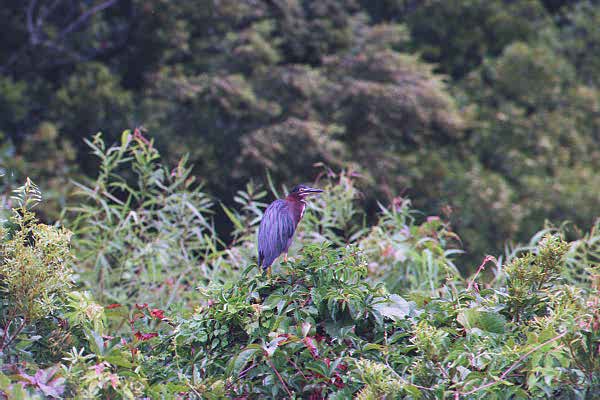 GreenHeron-perching on tree-distant view-by Paul Becotte-Haigh.jpg