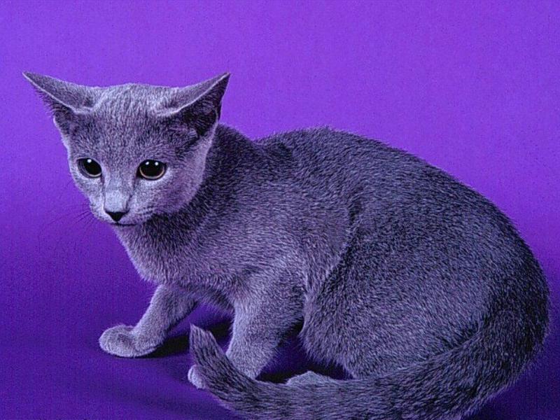 GreyKitten-Russian Blue Cat-by 2catz.jpg
