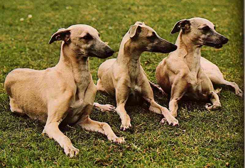 Greyhounds-01-TR-by Trudie Waltman.jpg