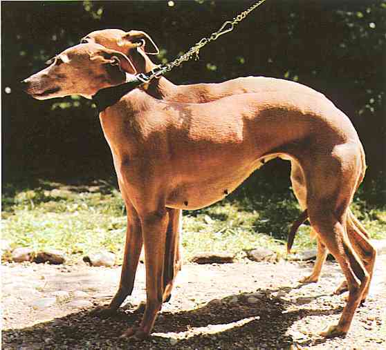Greyhounds-02-TR-by Trudie Waltman.jpg