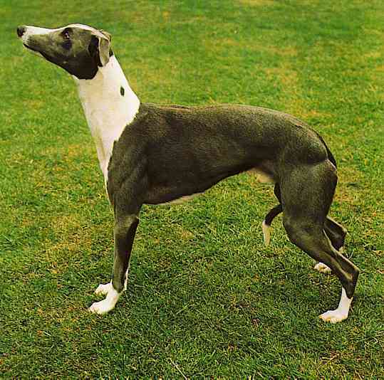 Greyhounds-03-TR-by Trudie Waltman.jpg