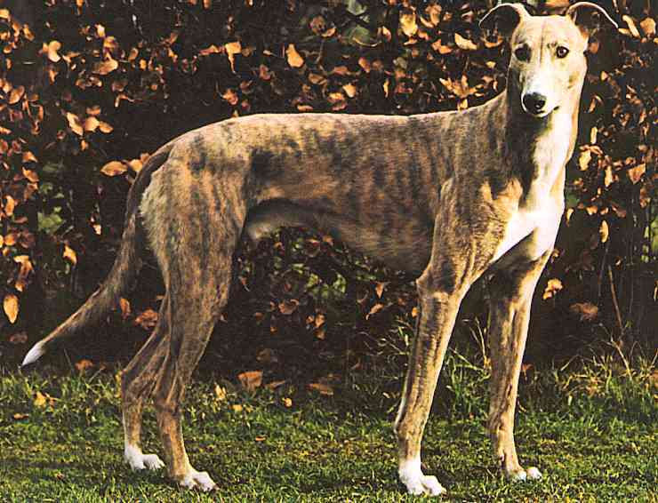 Greyhounds-04-TR-by Trudie Waltman.jpg
