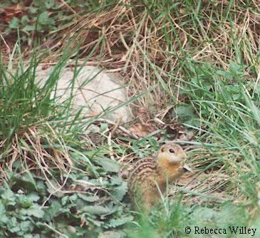 Ground squirrel-at Brookfield Zoo-by Rebecca Willey.jpg