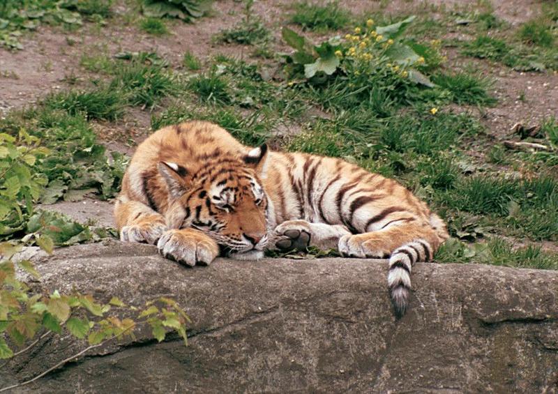 Hagenbeck Zoo-Tiger004-sleeping cub-by Ralf Schmode.jpg