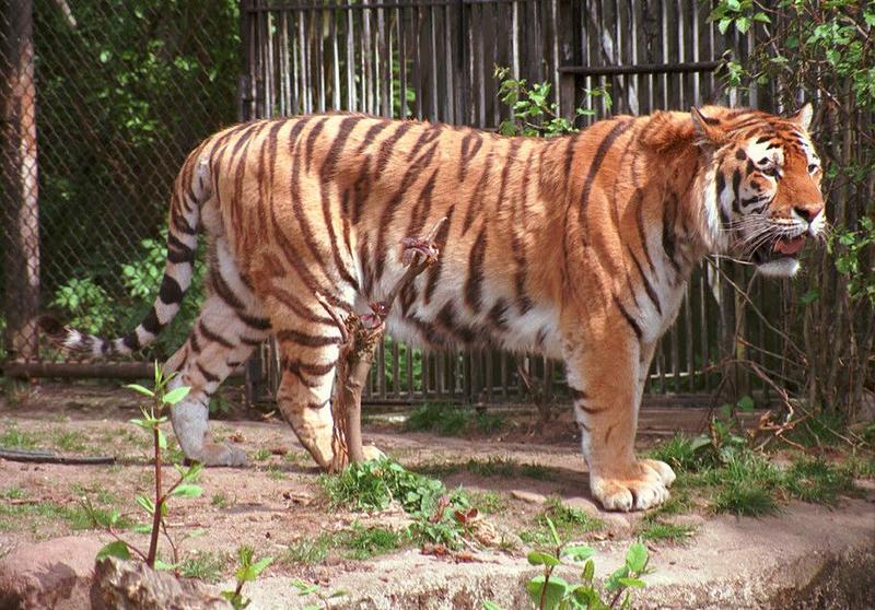 Hagenbeck Zoo-Tigerdad003-by Ralf Schmode.jpg