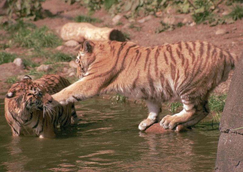 Hagenbeck Zoo-Tigerkids002-water play-by Ralf Schmode.jpg