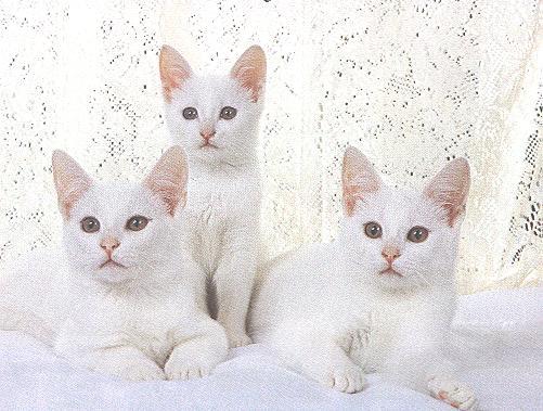 HeavenlyScan-White House Cats-by April Grimm.jpg