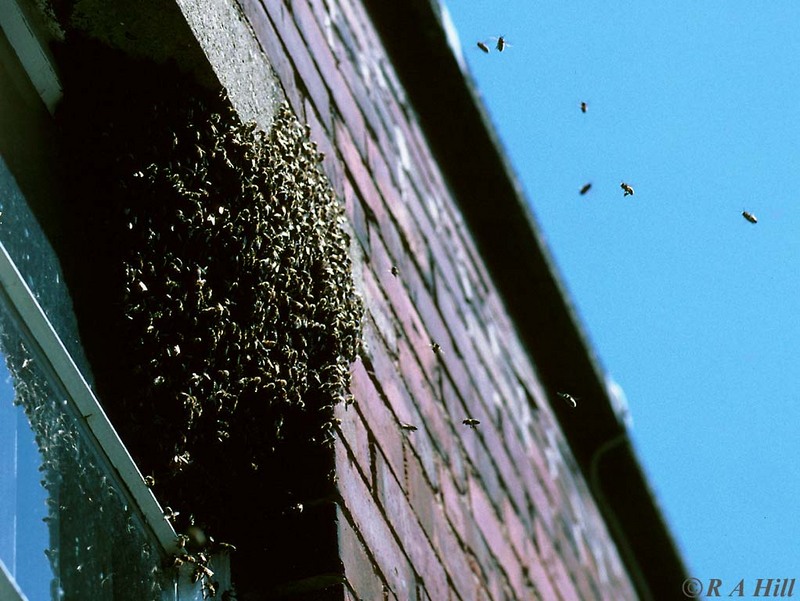 Honeybee swarm1-by Alan Hill.jpg