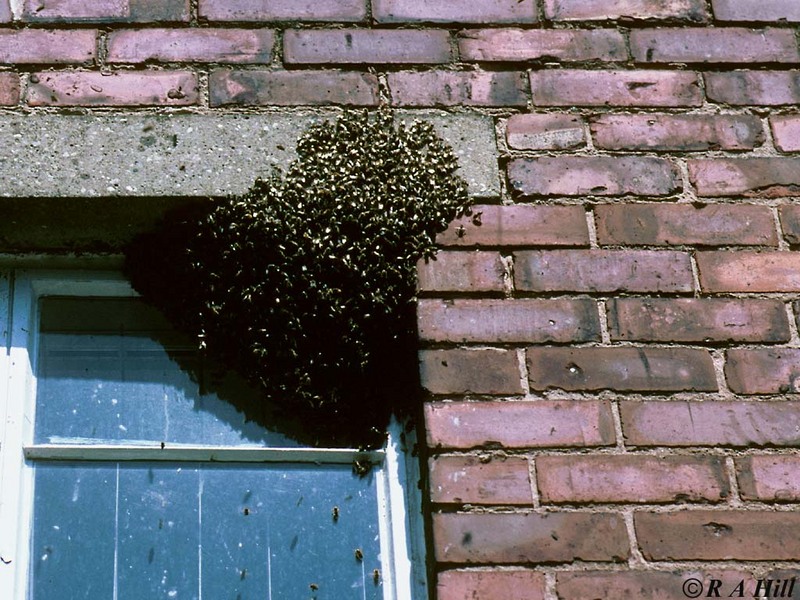 Honeybee swarm2-by Alan Hill.jpg