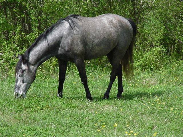 Horse5-Gray Horse-by Todd Rowe.jpg