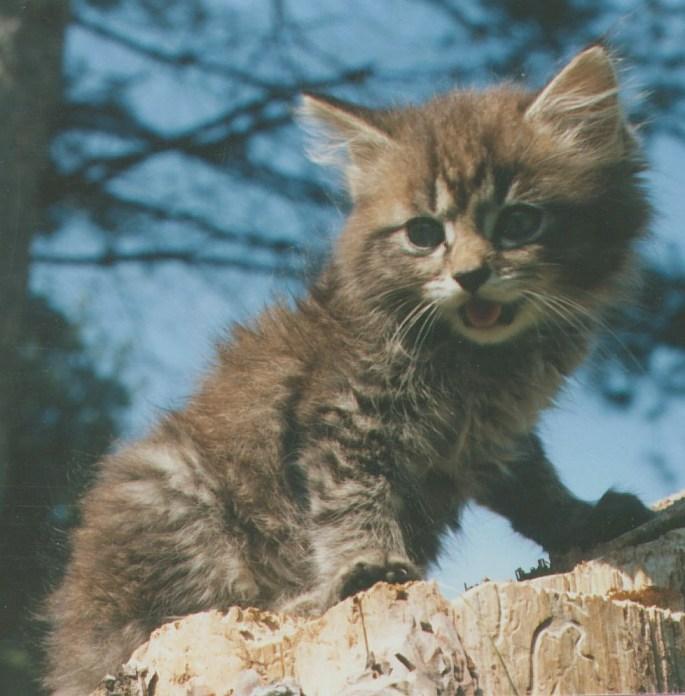HouseCat Ollie Kitten2 sm f-by Linda Bucklin.jpg