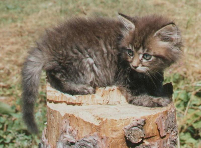 HouseCat Ollie Kitten sm f-by Linda Bucklin.jpg