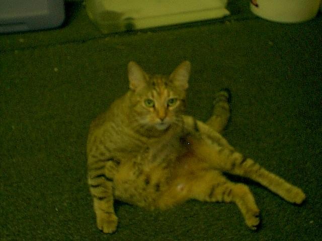 House Cat-tiger-pregnant-by Robin Russell.jpg