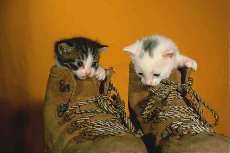 House Cat Kittens-in-Shoes-by Trudie Waltman.jpg