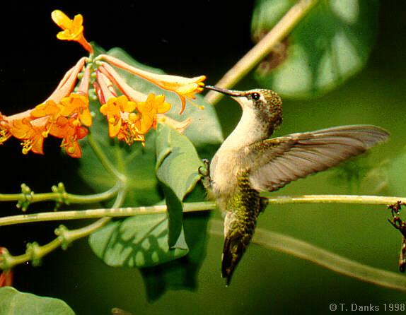 Hum2-Ruby-throated hummingbird-female-approaching flower.jpg