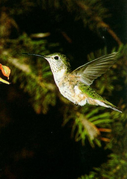 Hummingbird-Female-InFullFlight.jpg