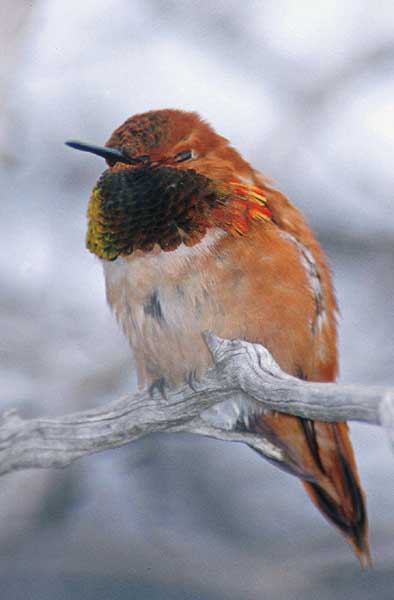 Hummingbird1-by Shirley Curtis.jpg