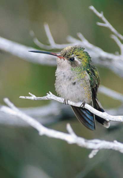 Hummingbird2-by Shirley Curtis.jpg