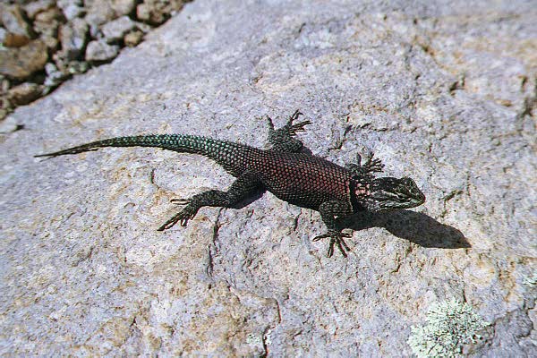 IMG08-Lizard of Arizona-on rock-by Paul Becotte-Haigh.jpg