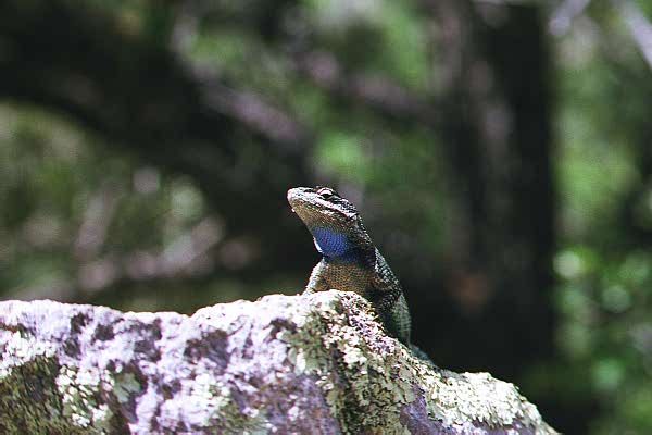 IMG24-Lizard of Arizona-on rock-by Paul Becotte-Haigh.jpg