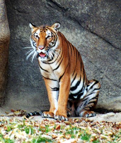 Indi-Chinese tiger mouth open-Indochinese Tiger-by Denise McQuillen.jpg