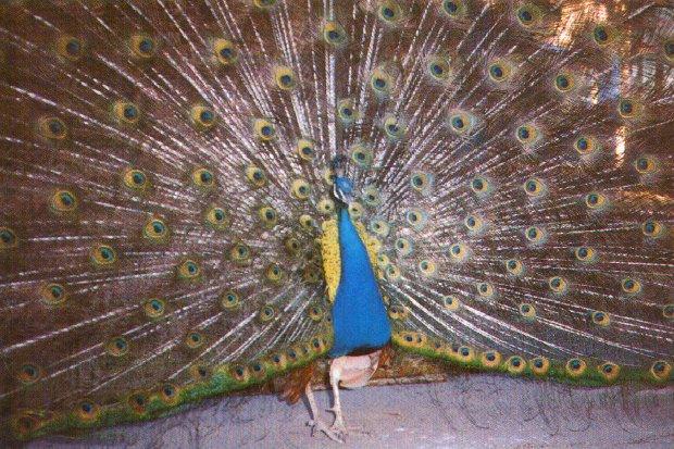 Indian blue peacock-display-by Dan Cowell.jpg