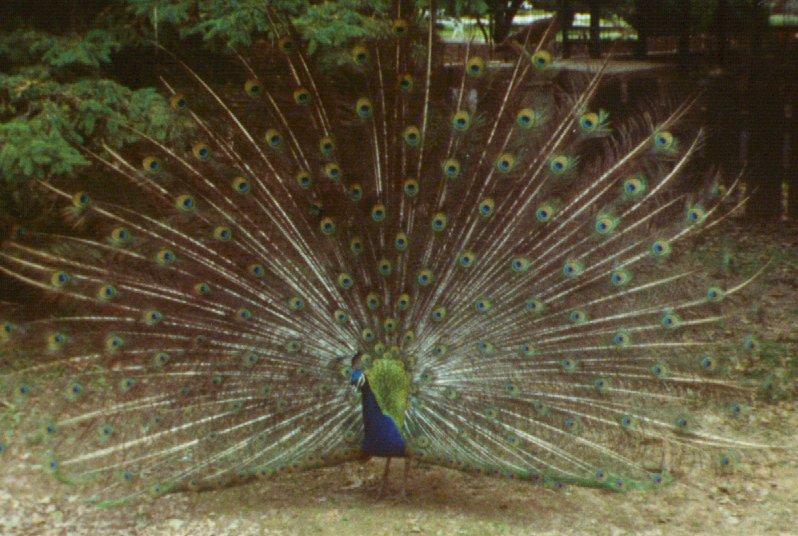 Indian blue peacock2-full display-by Dan Cowell.jpg
