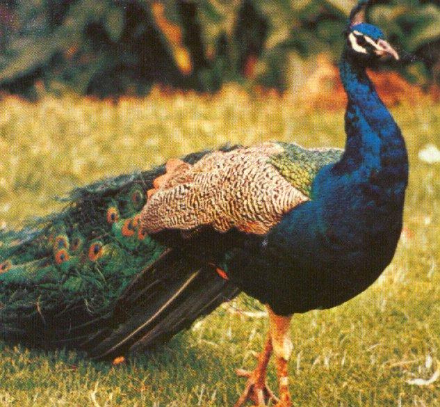 Indian blue peacock2-walks on grass-closeup-by Dan Cowell.jpg