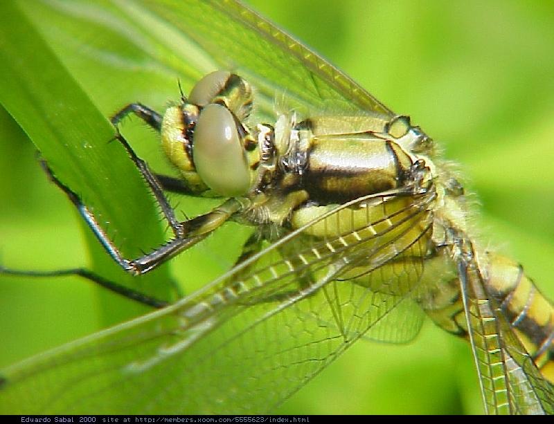 Insect2m-Orthetrum cancellatum-Black-tailed Skimmer Dragonfly-by Eduardo Sabal.jpg