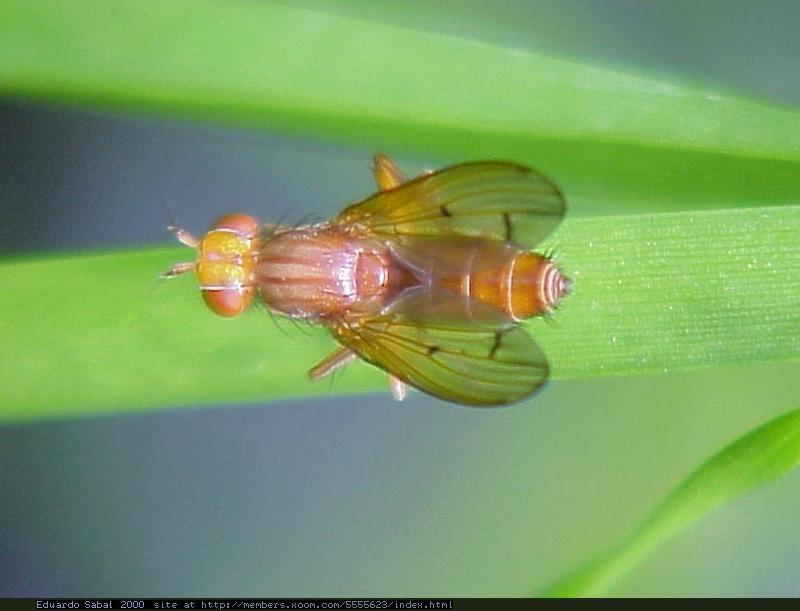 Insect2s-Fly-Conopidae or Tephritidae-by Eduardo Sabal.jpg