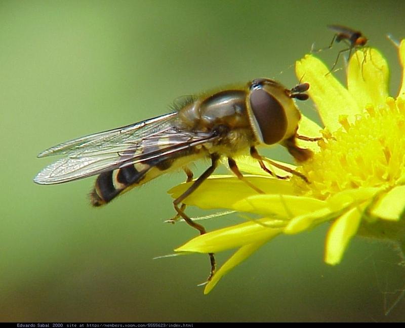 Insect3d-Hoverfly and mosquito-by Eduardo Sabal.jpg