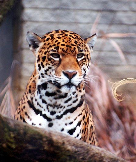 Jaguar13-2-01-by Denise McQuillen.jpg
