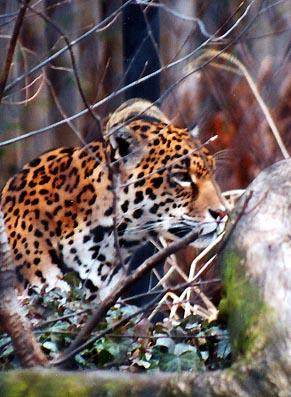 Jaguar behind stuff1-by Denise McQuillen.jpg