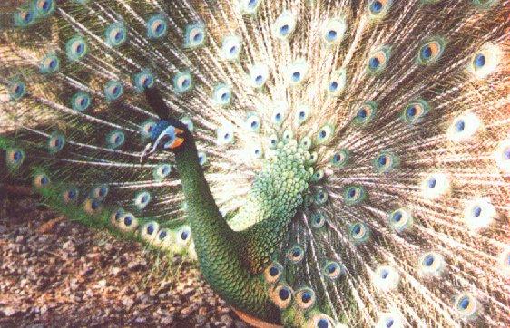 Java green peacock-display-by Dan Cowell.jpg