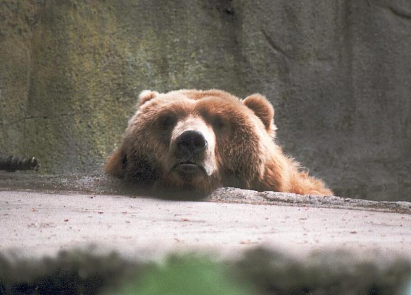 Joybear001-Grizzly Bear-at Hagenbeck Zoo-by Ralf Schmode.jpg