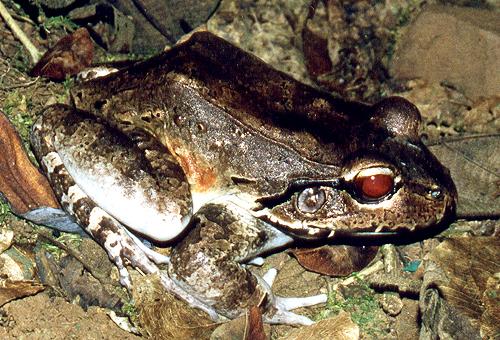 JungleFrog from Costa Rica-by Roger Hall.jpg