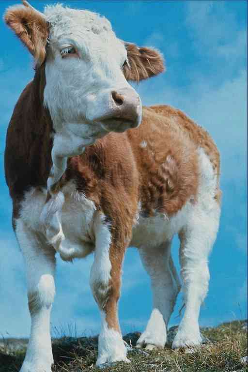 Kalfje-01-Cow calf-by Trudie Waltman.jpg