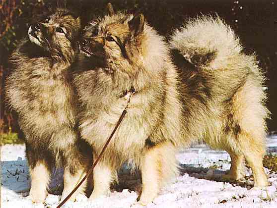 Kees-Honden-TR-Keeshond Dogs-by Trudie Waltman.jpg