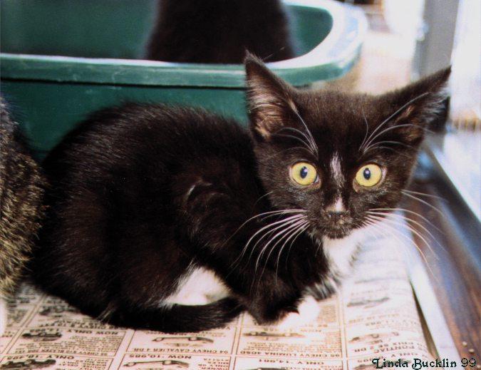 Kitten3-Black House Cat-on paper-by Linda Bucklin.jpg