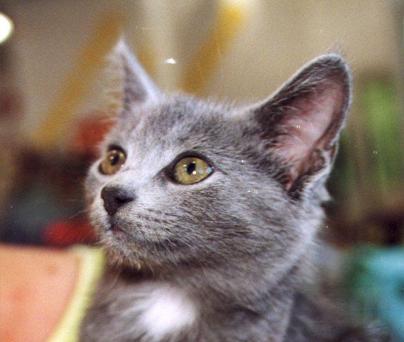 Kitten6-Gray House Cat-face closeup-by Linda Bucklin.jpg