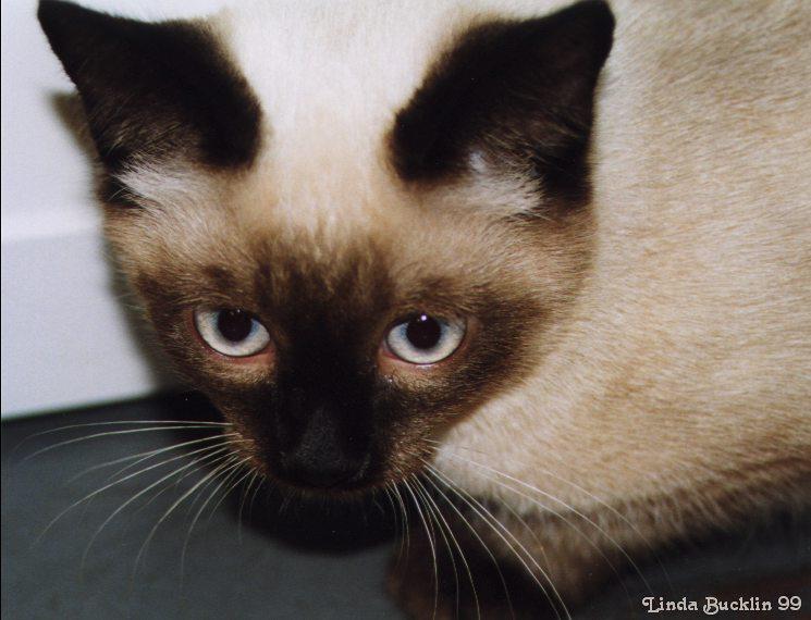 Kitten7-Siamese Cat-face closeup-by Linda Bucklin.jpg