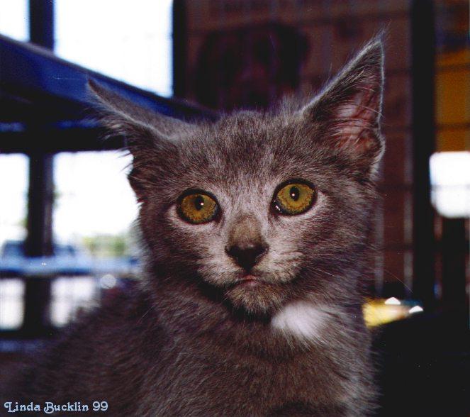 Kitten9-Gray House Cat-face closeup-by Linda Bucklin.jpg