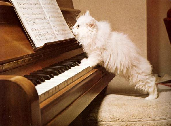 Kitty piano-White House Cat-by Denise McQuillen.jpg