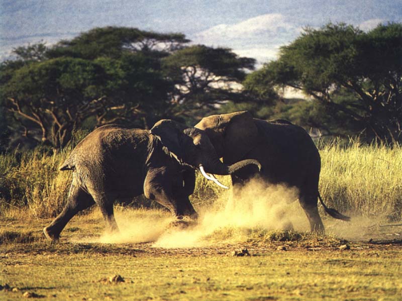 Kwl08-2 young African elephants-playful fighting-by Julius Bergh.jpg
