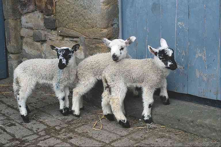 Lammetjes-01-Sheep Lambs-by Trudie Waltman.jpg