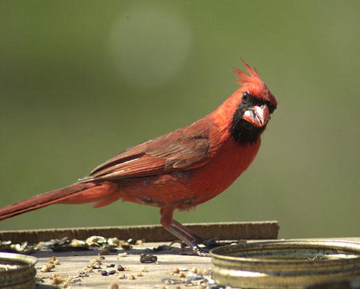 LeRoy-Northern Cardinal male-by Tom Black.jpg